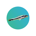 Otocinclus (Otocinclus affinis)