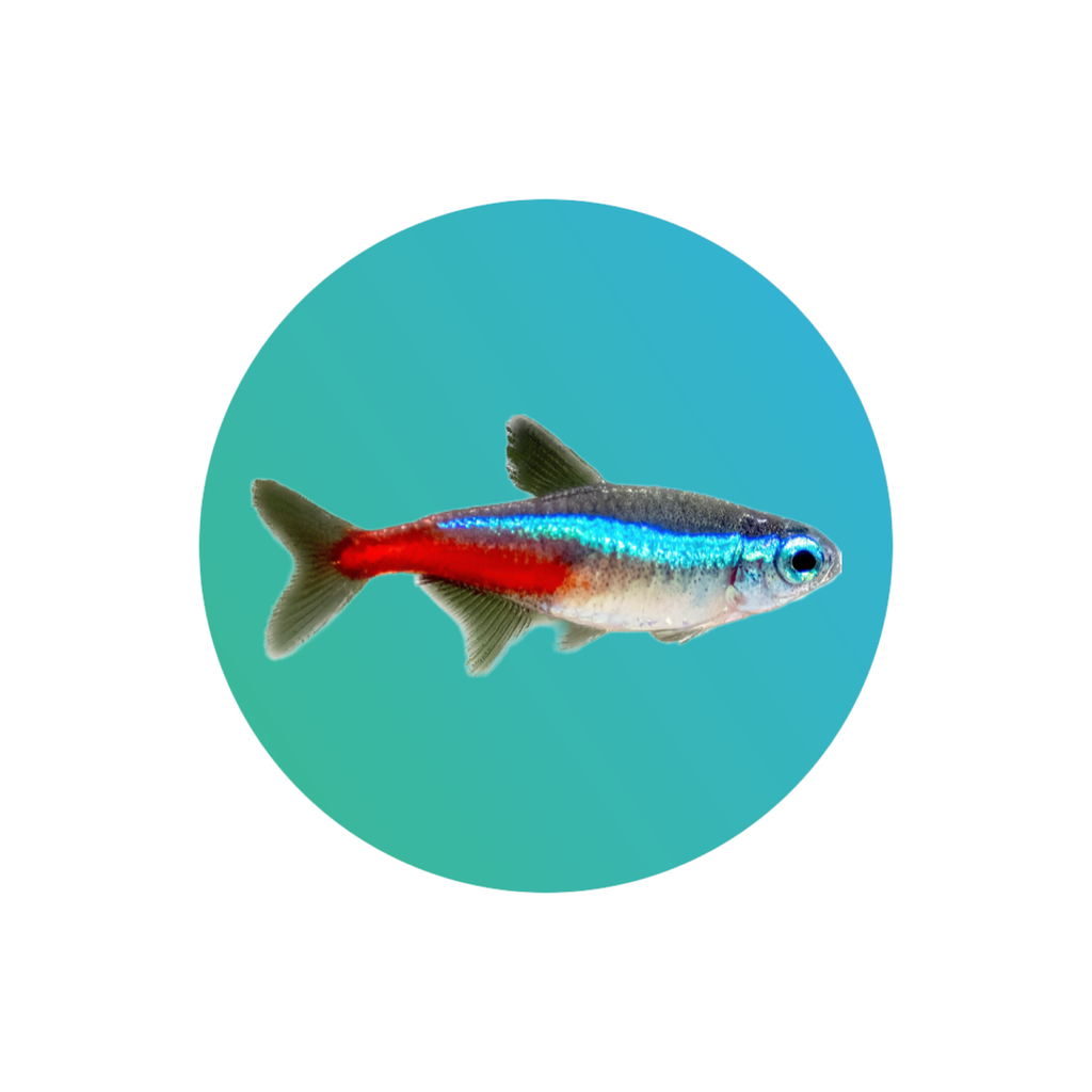 [TE001] Neon Tetra (Paracheirodon innesi)