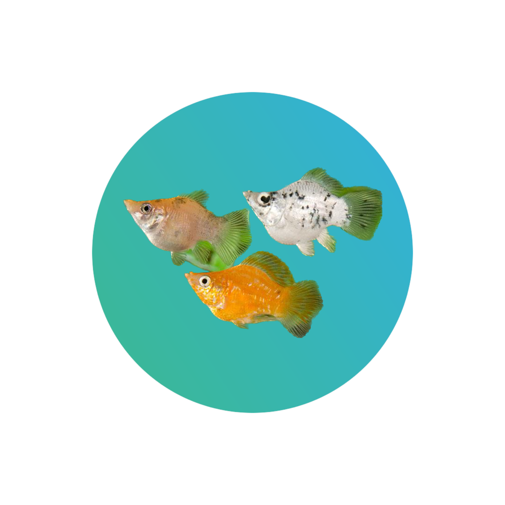 [MO001] Balloon molly assorted (Poecilia latipinna)