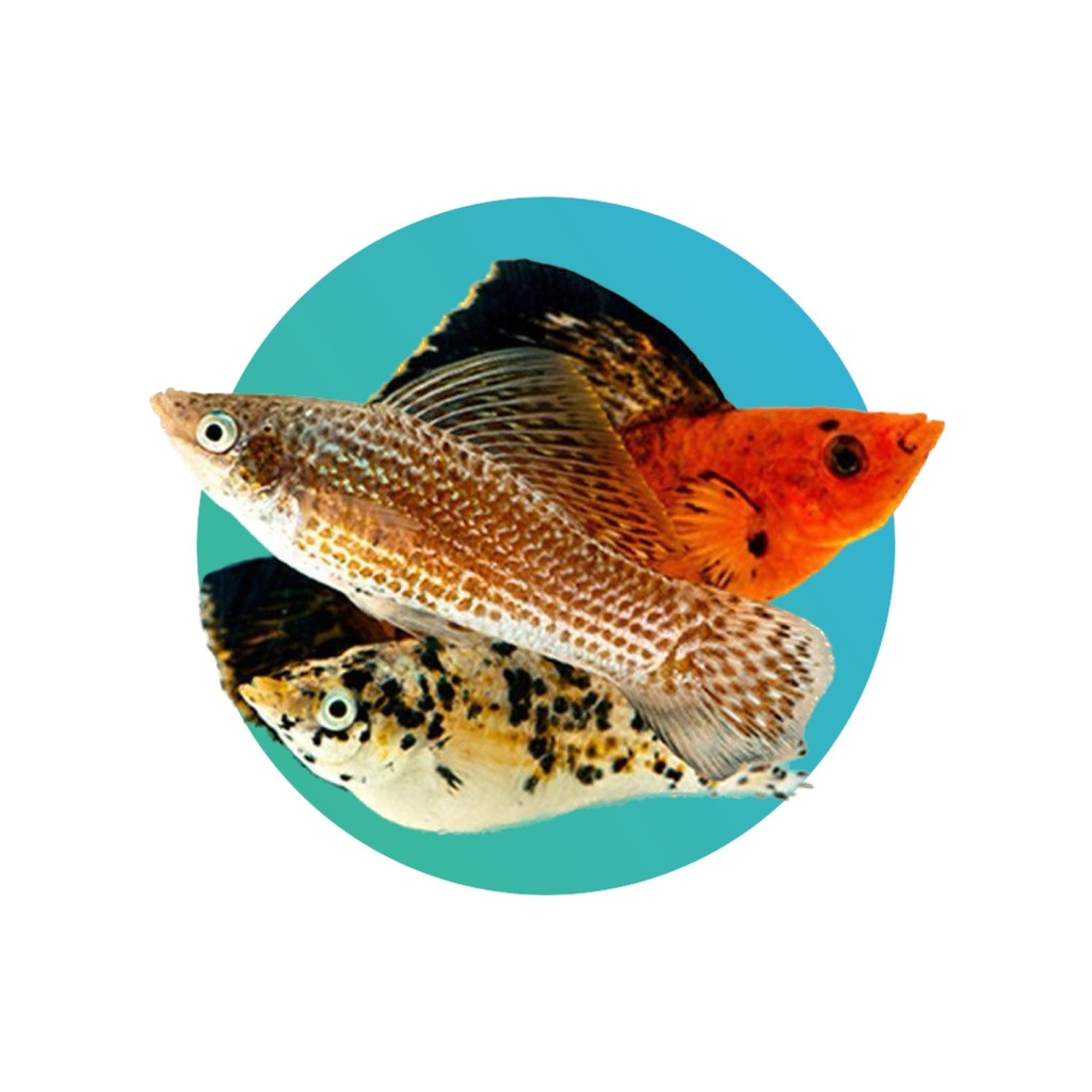 [MO002] Sailfin molly assorted (Poecilia latipinna)