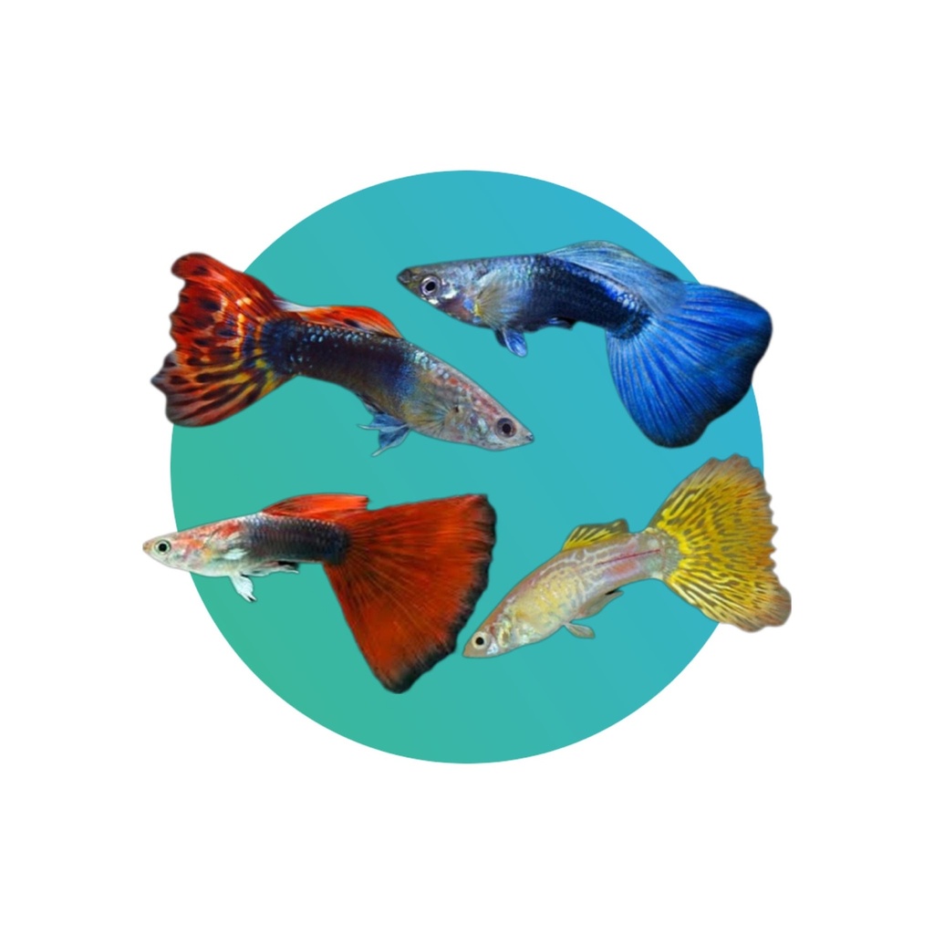 [GU001] Fancy Guppy assorted male (Poecilia reticulata)