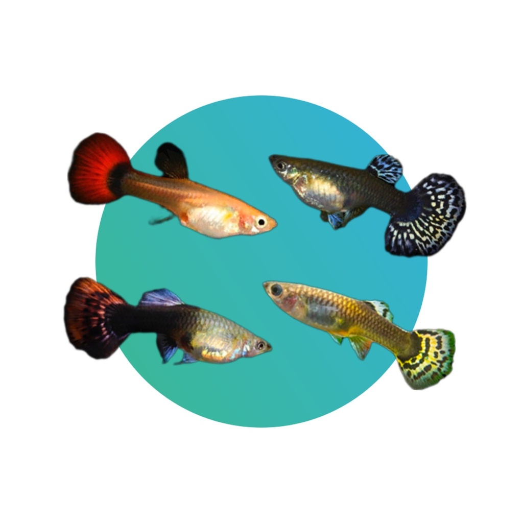 [FGPA-001] Fancy Guppy assorted female (Poecilia reticulata)