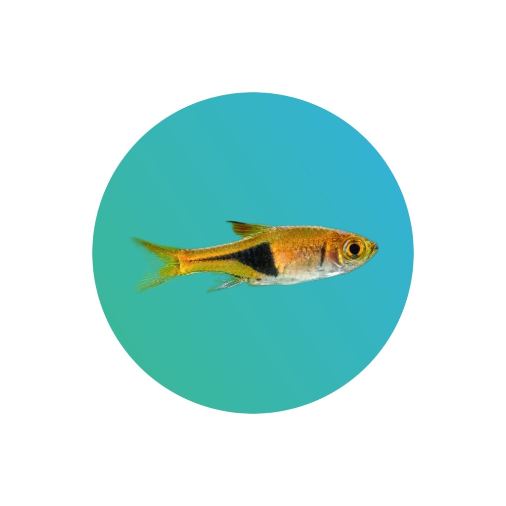 Harlequin rasbora (Trigonostigma hengeli)
