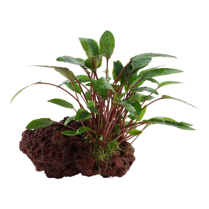 [108A YLS] Tropica | Cryptocoryne beckettii 'Petchii' - on lava stone