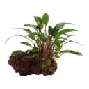 Tropica | Cryptocoryne beckettii 'Petchii' - on lava stone