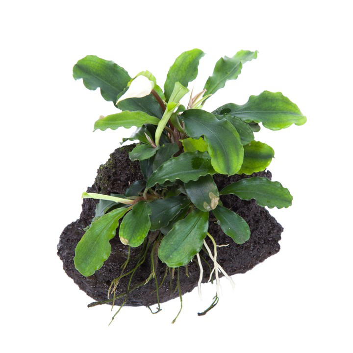 [139 YLS] Tropica | Bucephalandra pygmaea 'Bukit Kelam' or 'Wavy Green' - on lava stone