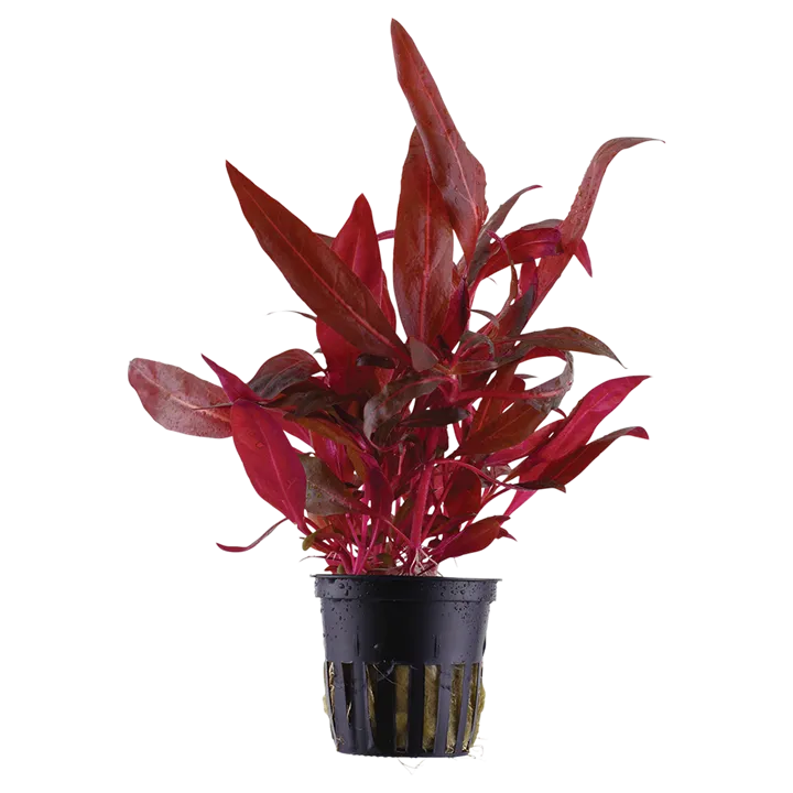 [023D] Tropica | Alternanthera reineckii 'Rosanervig' - Pot