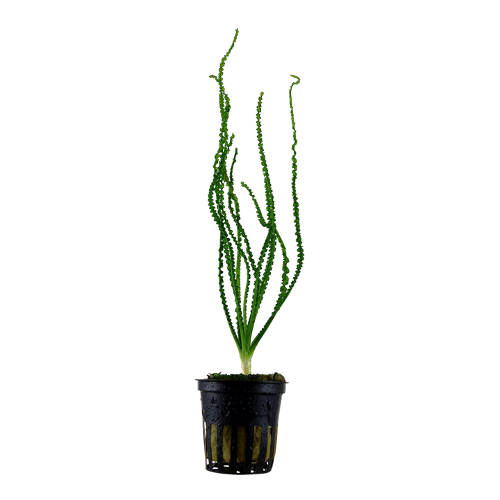 [094A] Tropica | Crinum calamistratum - Pot