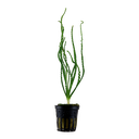 Tropica | Crinum calamistratum - Pot