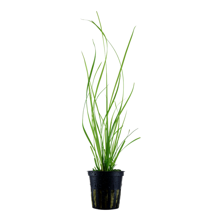 [133A] Tropica | Cyperus helferi - Pot
