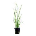 Tropica | Cyperus helferi - Pot