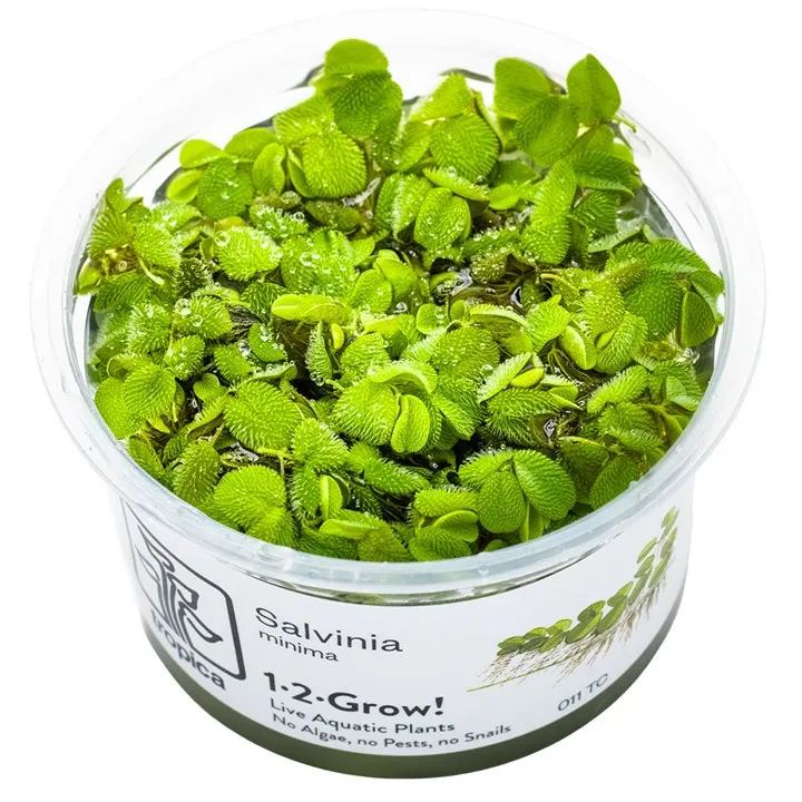 1-2-Grow! Salvinia minima or auriculata