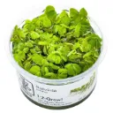 1-2-Grow! Salvinia minima or auriculata