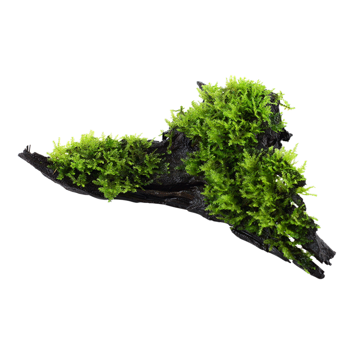[003A YWS] Tropica | Vesicularia montagnei / dubyana 'Christmas' - on wood