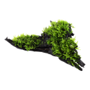Tropica | Vesicularia montagnei / dubyana 'Christmas' - on wood