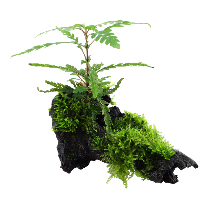 [051A YWS] Tropica | Hygrophila pinnatifida and moss - on wood