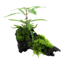 Tropica | Hygrophila pinnatifida and moss - on wood