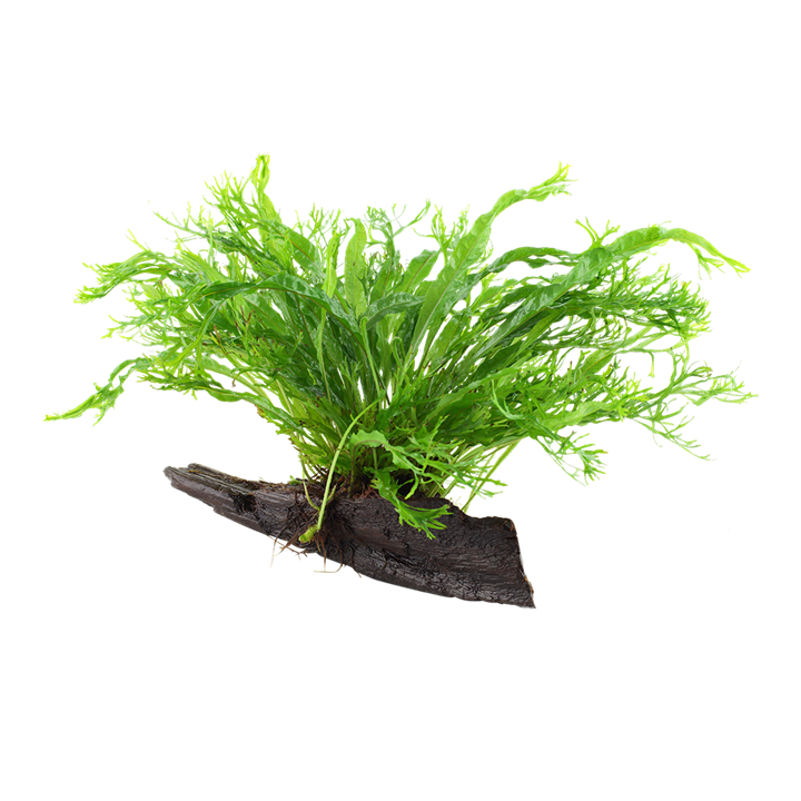 [008B YWS] Tropica | Microsorum pteropus 'Windeløv' - on wood