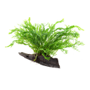 Tropica | Microsorum pteropus 'Windeløv' - on wood