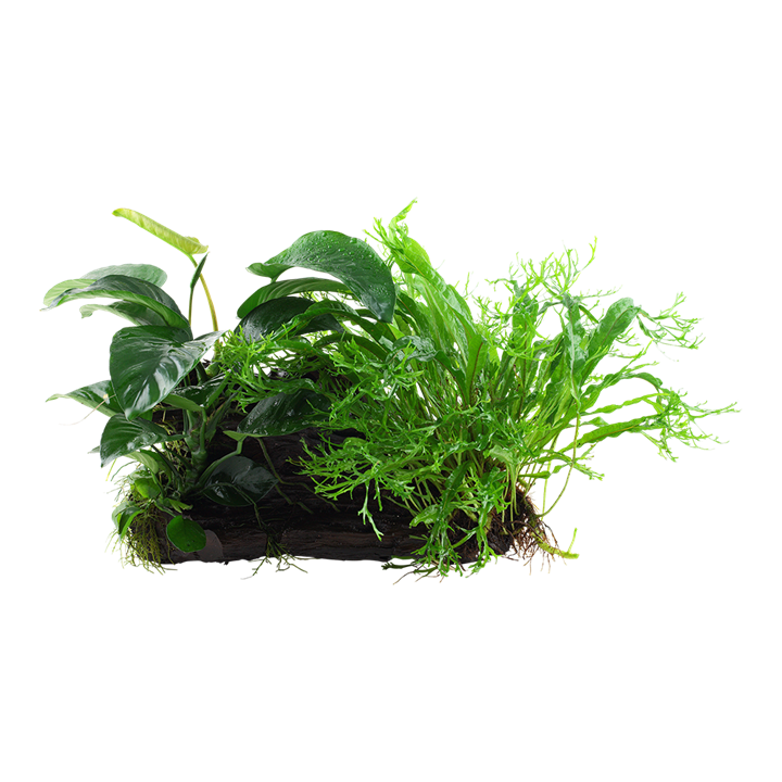 [008N YWX] Tropica | Microsorum - Anubias 'Duet' - on wood - XL