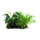 Tropica | Microsorum - Anubias 'Duet' - on wood - XL