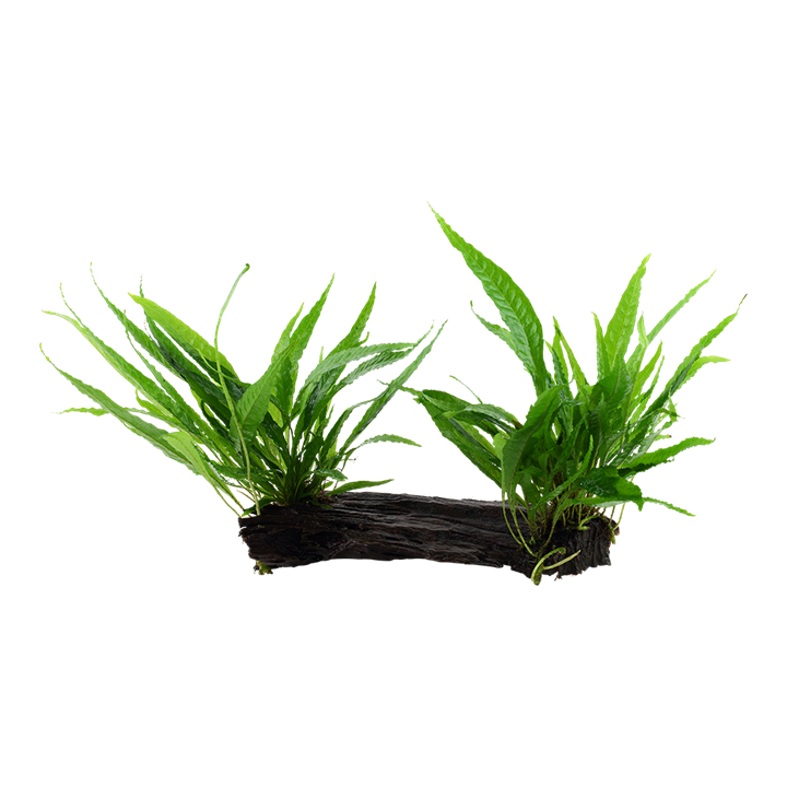 [008 YWX] Tropica | Microsorum pteropus or 'Java fern' - on wood - XL