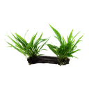 Tropica | Microsorum pteropus or 'Java fern' - on wood - XL