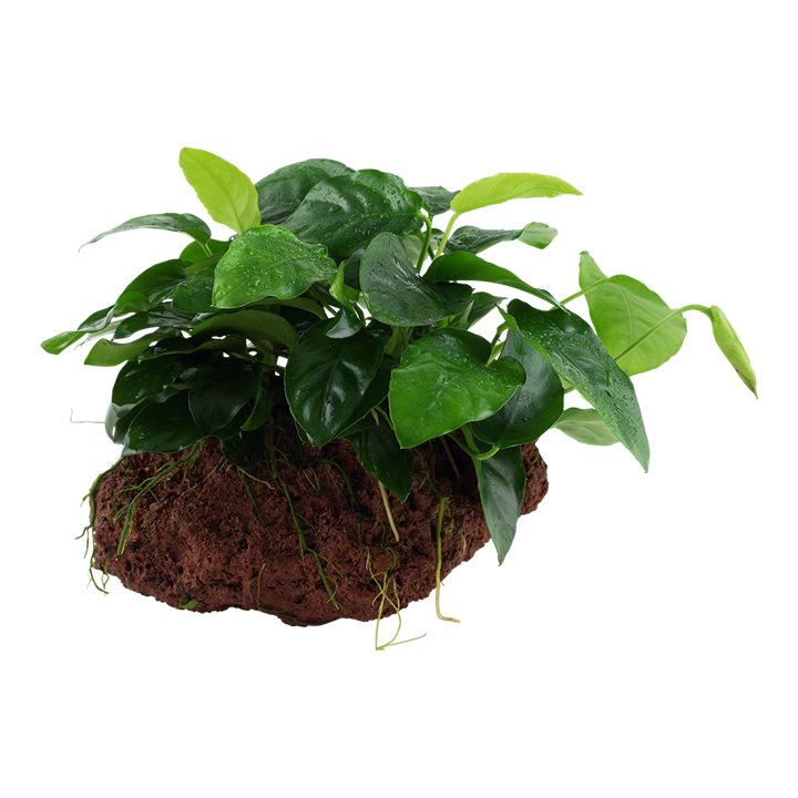 [101 YLS] Tropica | Anubias barteri var. nana - on lava stone