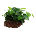 Tropica | Anubias barteri var. nana - on lava stone