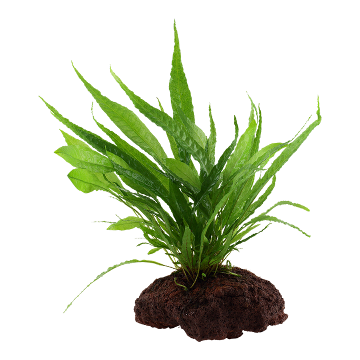 [008 YLS] Tropica | Microsorum pteropus or 'Java fern' - on lava stone
