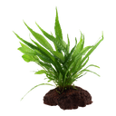 Tropica | Microsorum pteropus or 'Java fern' - on lava stone