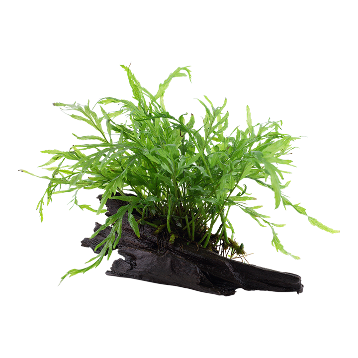 [006 YWS] Tropica | Bolbitis heudelotii - on wood