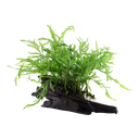 Tropica | Bolbitis heudelotii - on wood