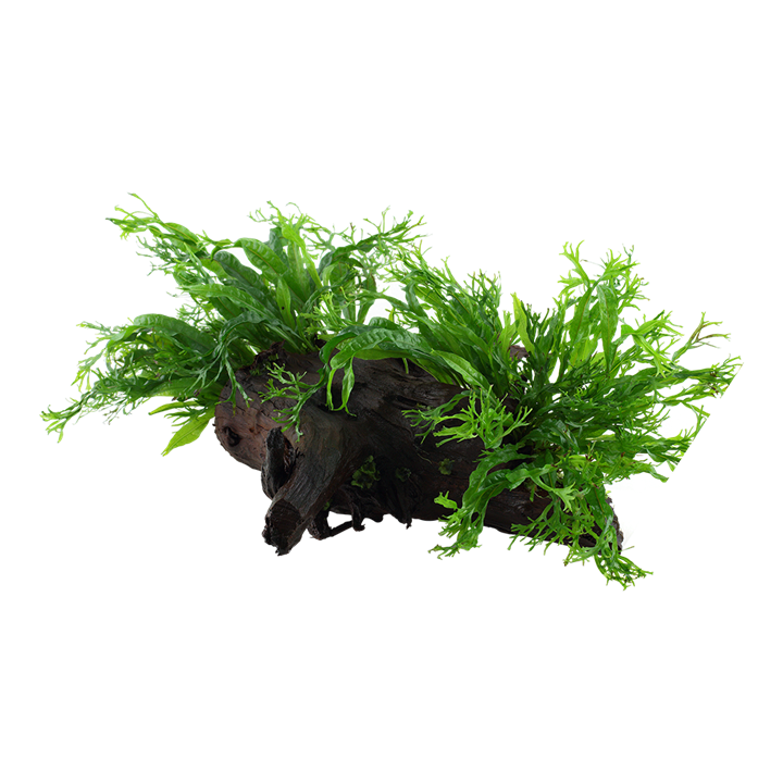 [008B YWX] Tropica | Microsorum pteropus 'Windeløv' - on wood - XL