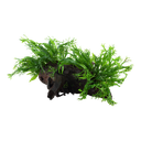 Tropica | Microsorum pteropus 'Windeløv' - on wood - XL