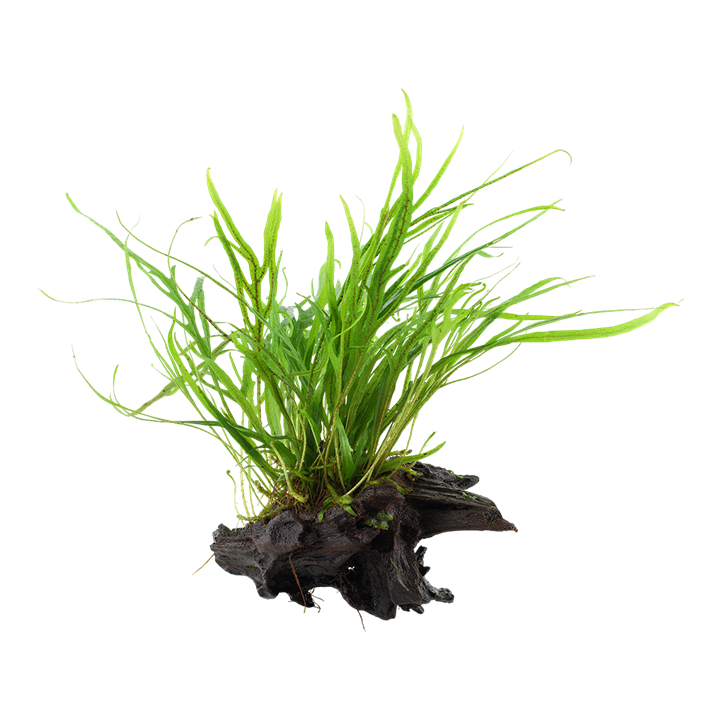 [008G YWS] Tropica | Microsorum pteropus 'Trident' - on wood