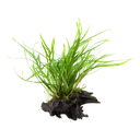 Tropica | Microsorum pteropus 'Trident' - on wood