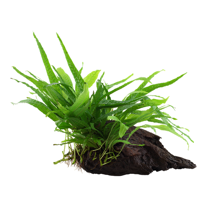 [008A YWS] Tropica | Microsorum pteropus 'Narrow' - on wood