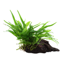 Tropica | Microsorum pteropus 'Narrow' - on wood