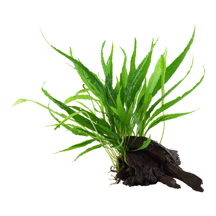 [008 YWS] Tropica | Microsorum pteropus or 'Java fern' - on wood