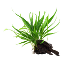 Tropica | Microsorum pteropus or 'Java fern' - on wood