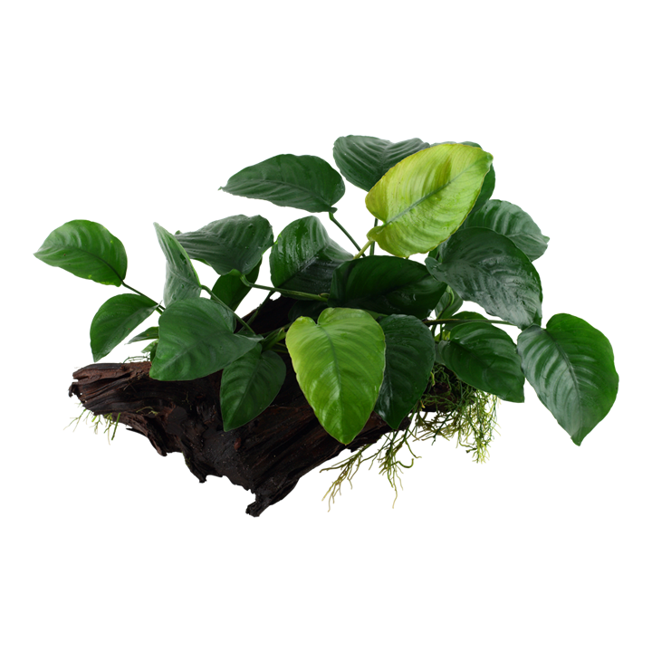 [101 YWX] Tropica | Anubias barteri sp. - on wood - XL