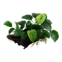 Tropica | Anubias barteri sp. - on wood - XL
