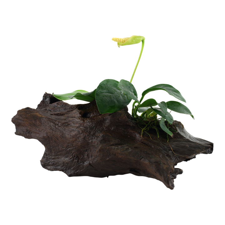 [101 YWS] Tropica | Anubias barteri var. nana - on wood