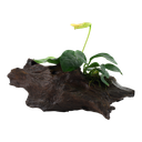 Tropica | Anubias barteri var. nana - on wood