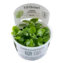 1-2-Grow! Lobelia cardinalis 'Mini'