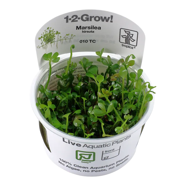 1-2-Grow! Marsilea hirsuta