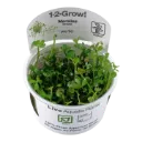 1-2-Grow! Marsilea hirsuta