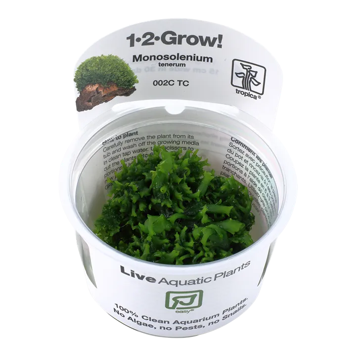 [002C TC] 1-2-Grow! Monosolenium tenerum