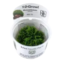 1-2-Grow! Monosolenium tenerum